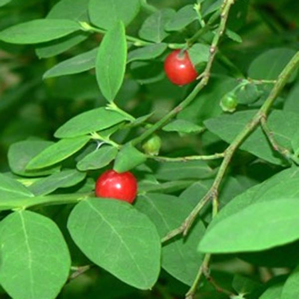 Red Huckleberry (Vaccinium parvifolium)