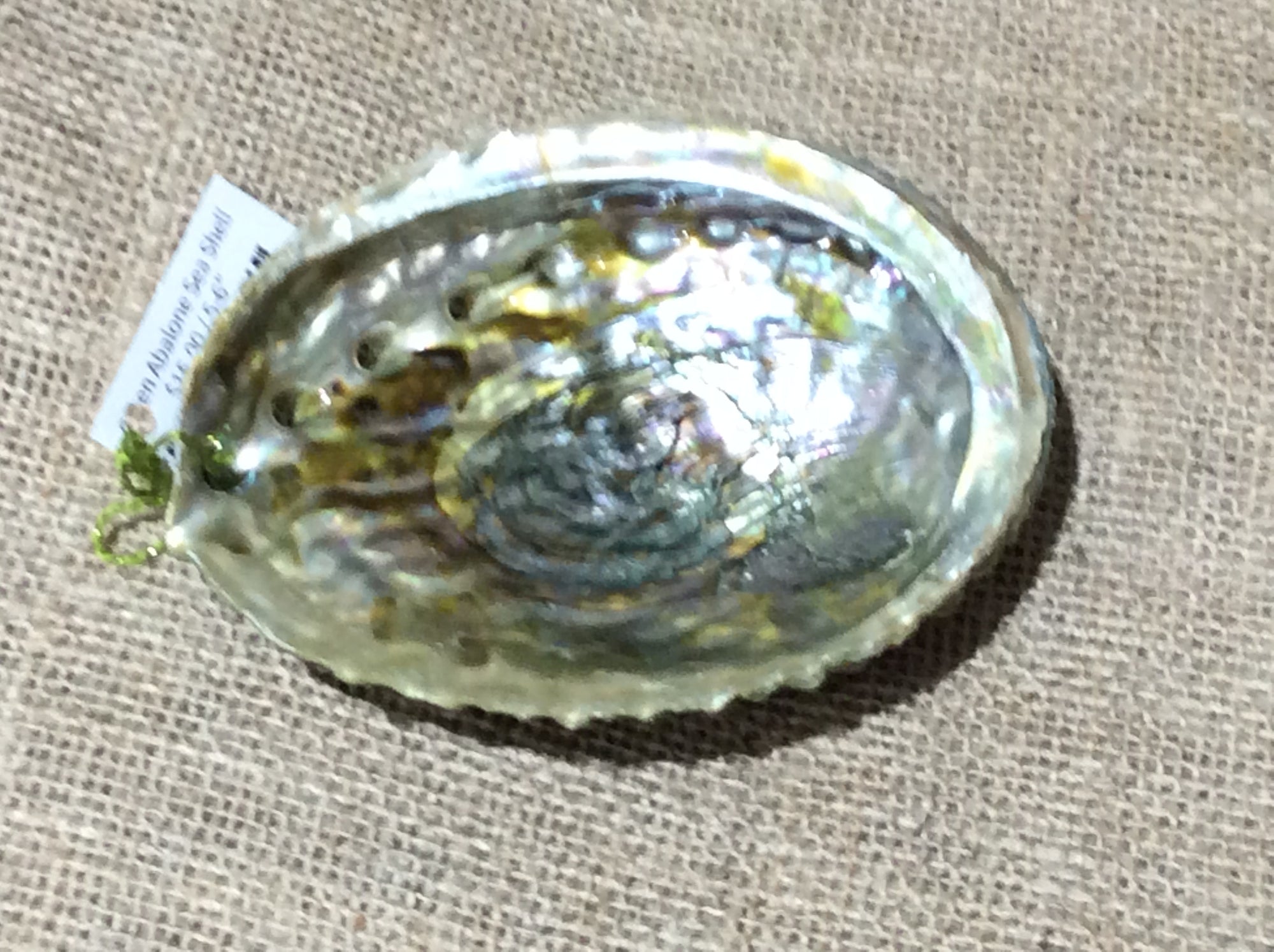 Green Abalone Sea Shell