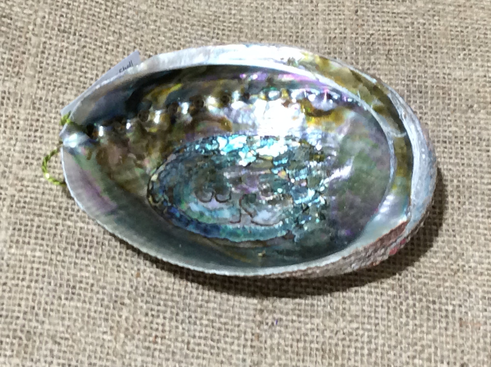 Green Abalone Sea Shell