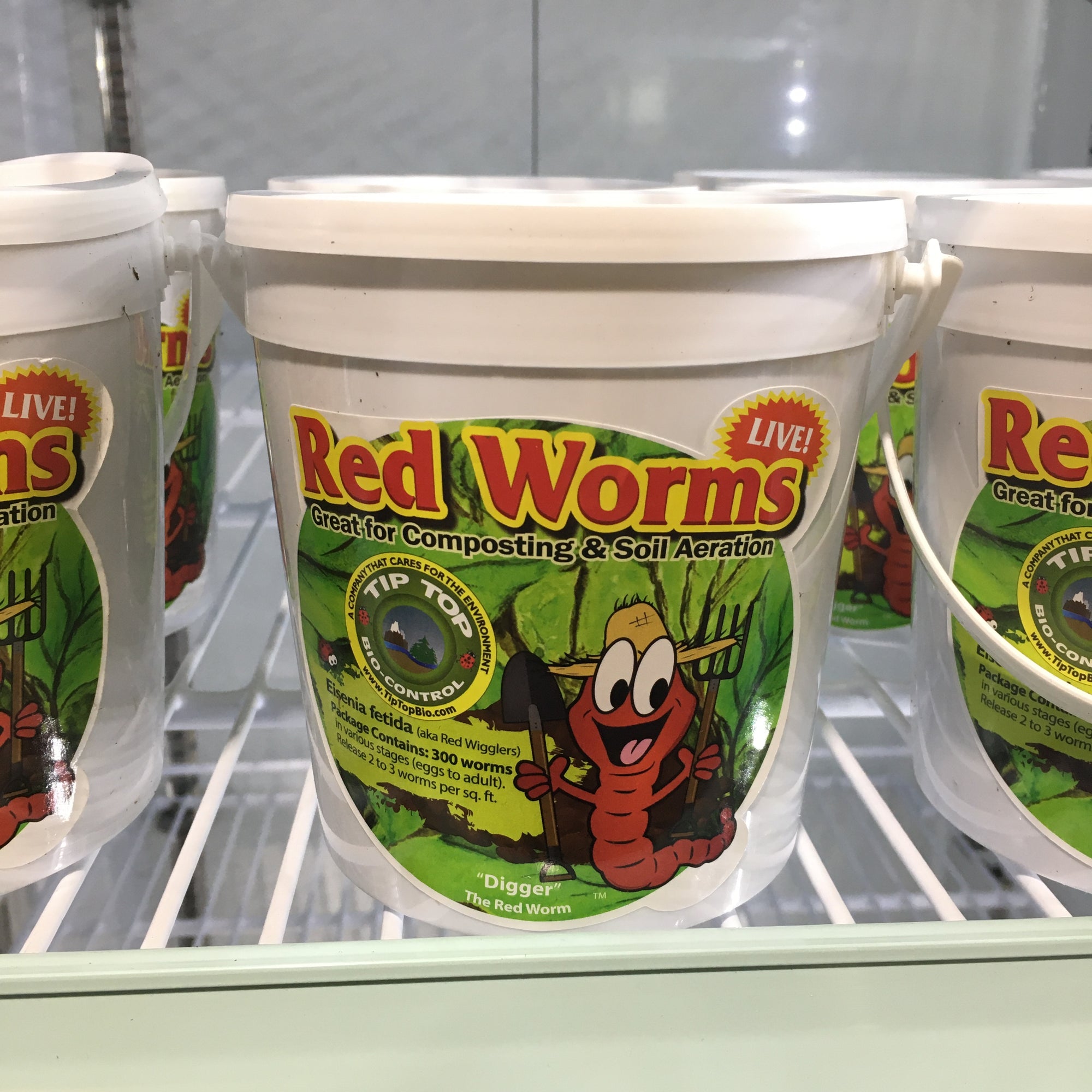 Red Wiggler Compost Worms