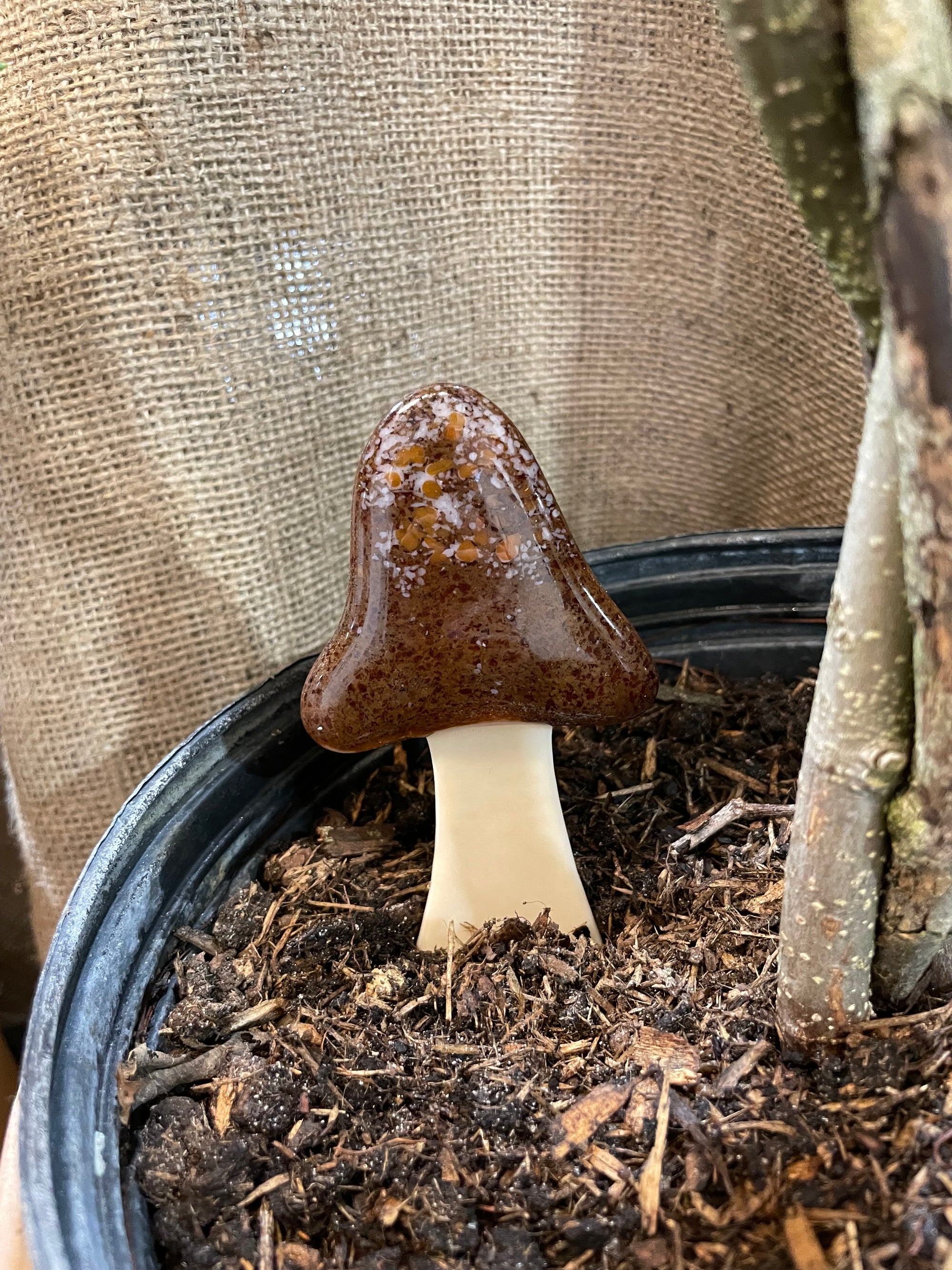 Glass Brown Mushroom