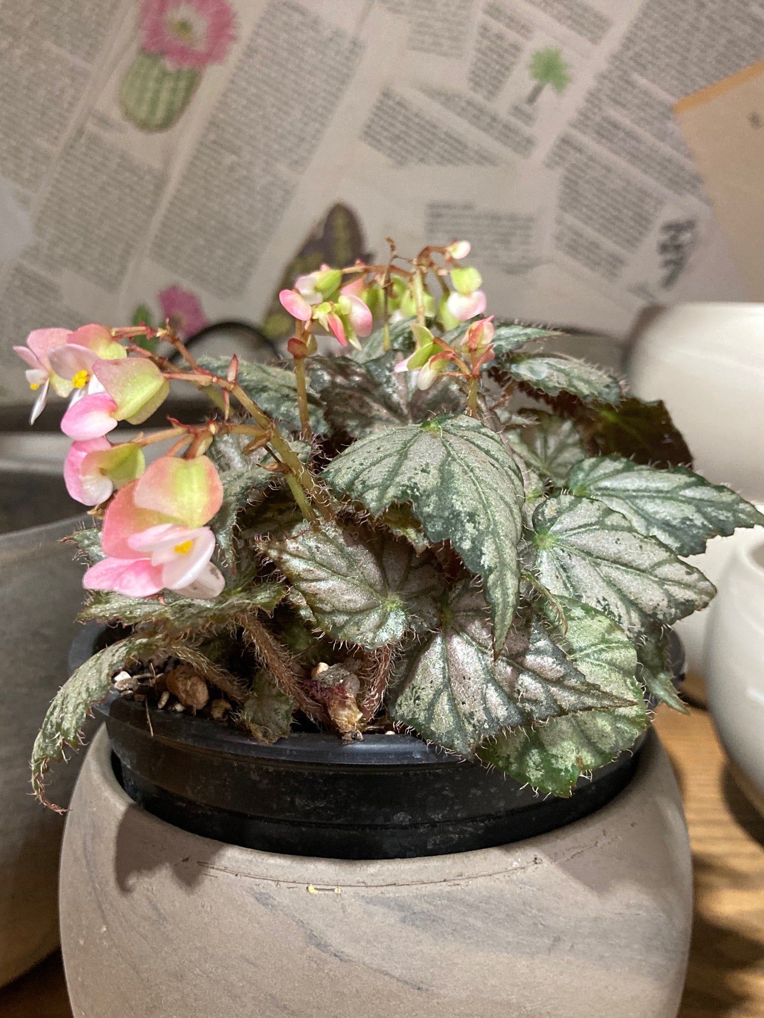 Begonia 'Pink Surprise'