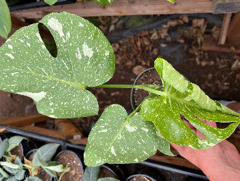 Monstera deliciosa 'Thai Constellation' (Thai Constellation Monstera)