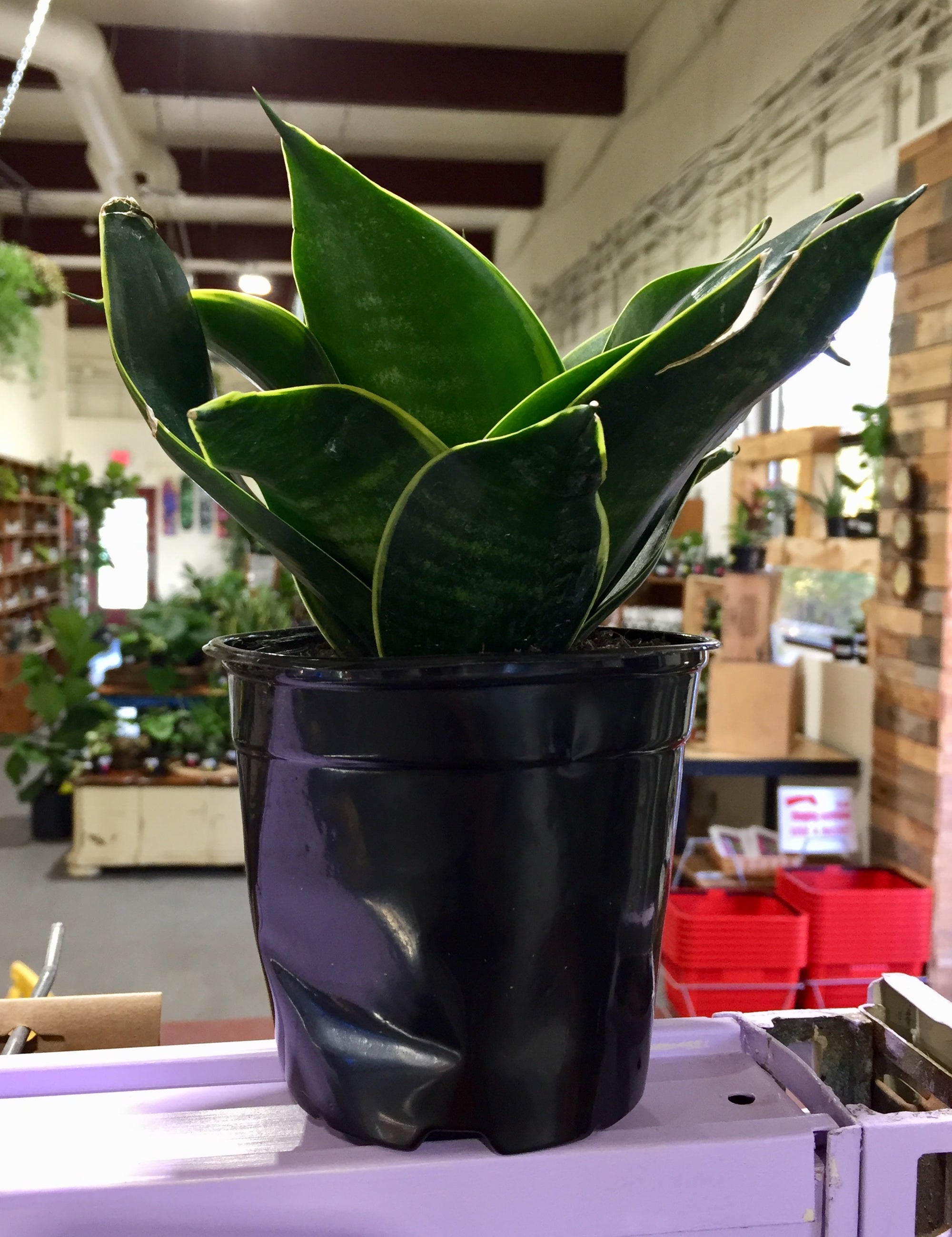 A potted plant with thick, long, spiked leaves. They are bright green with neon green to yellow variegation along the outside edge.