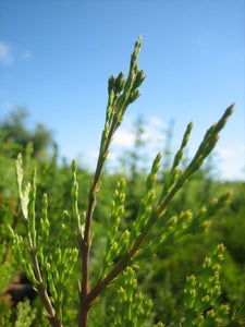A close up of an incense cedar branch. It has brown bark and the ends appear characteristic of a cedar tree. They are vibrant green.