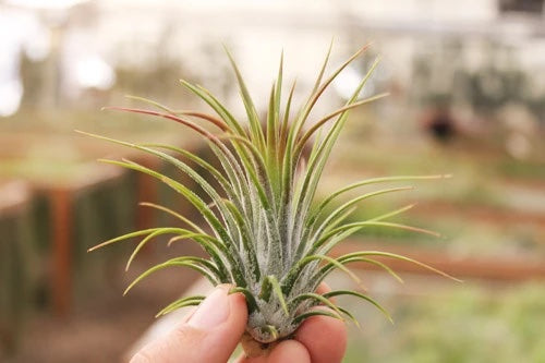 Fingers are holding up an air plant that has a frosting looking silver base. Its protruding leaves are very thin and range from bright green to reddish.