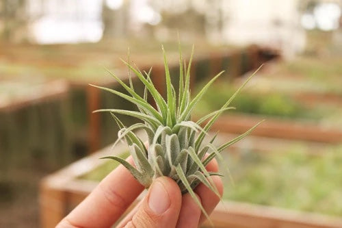 A small green air plant being held up by a hand. It is slightly fuzzy looking and has layered, thin leaves.