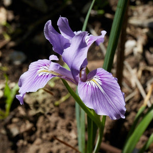 A single purple and white iris flower with yellow and dark purple markings on the petals.