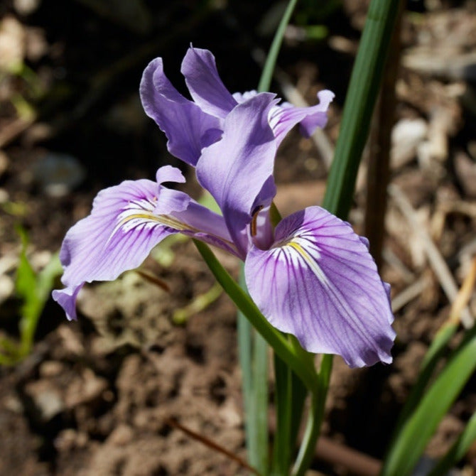 A purple iris flower with white and yellow spots near the center to attract pollinators. 