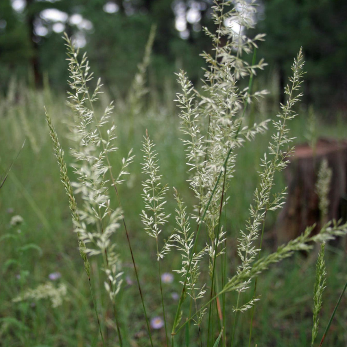 Nature shot of mature prairie junegrass 