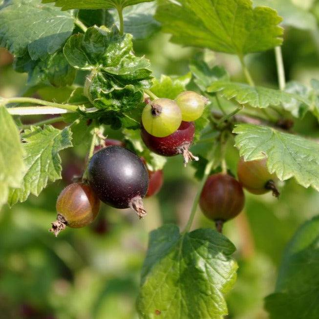 A close up of Jostaberry leaves and berries. The leaves are green and resemble blackberry leaves. The berries are a variety of colors: green, red, and dark purple.