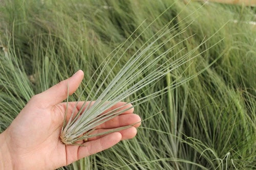A hand holding up an air plant closely resembling blades of grass. The leaves are extremely long, thin, and pale green.