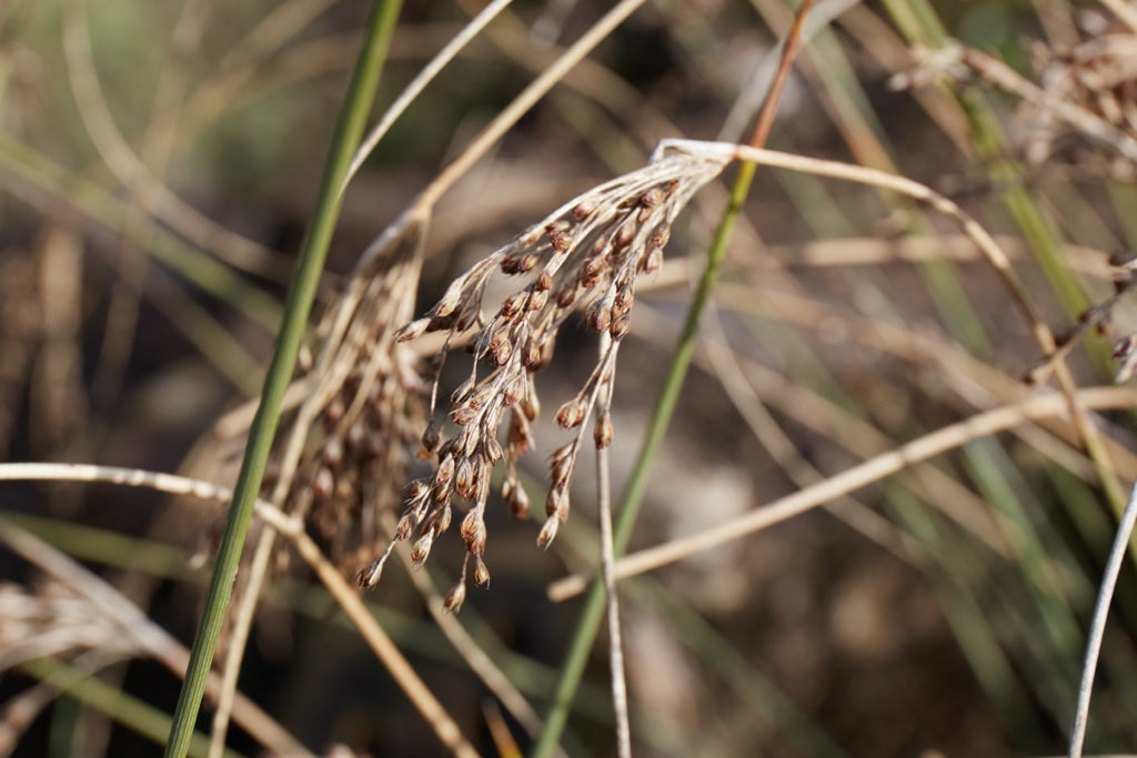 A close up of brown common rush blooms. They look like they are turning to seeds.