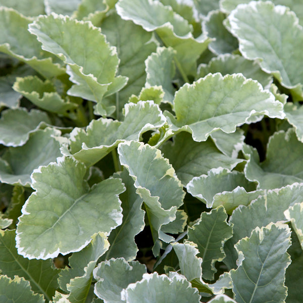 Kosmic Kale (Brassica oleracea)