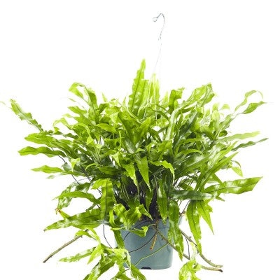 Microsorum diversifolium (Kangaroo Paw Fern)