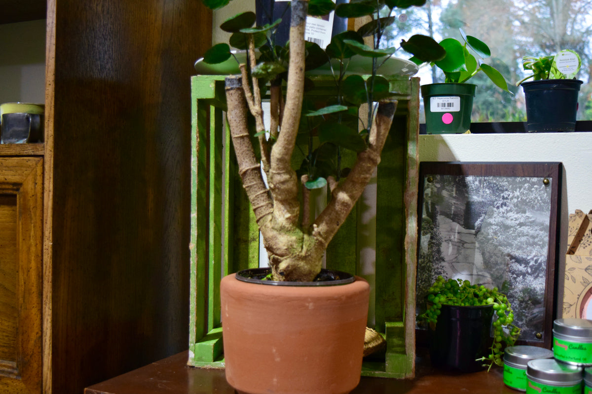 A smooth cylinder terracotta pot with a tree-like plant inside.