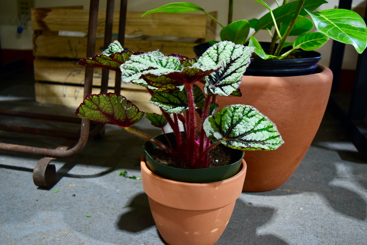 A patavium pot with a green and red plant inside. There is a larger terracotta pot with a plant inside behind it.