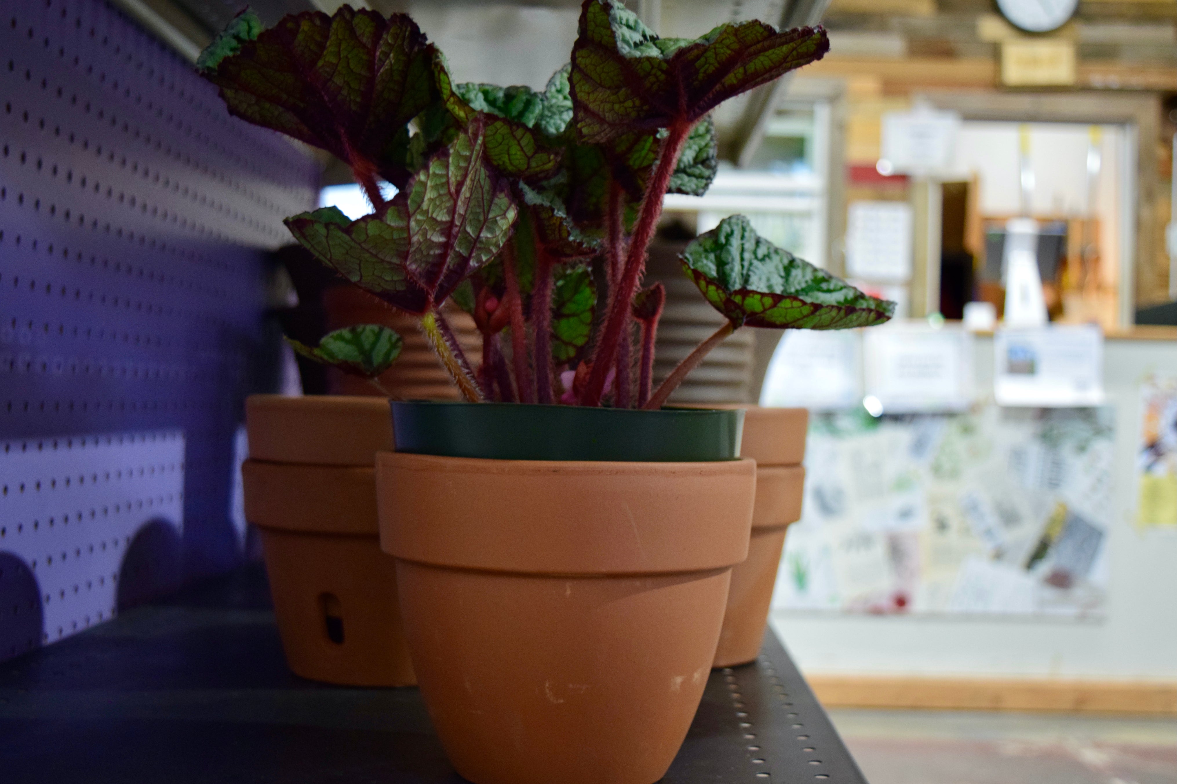 A patavium pot with a red and green plant on a shelf. There are other pots in the background.