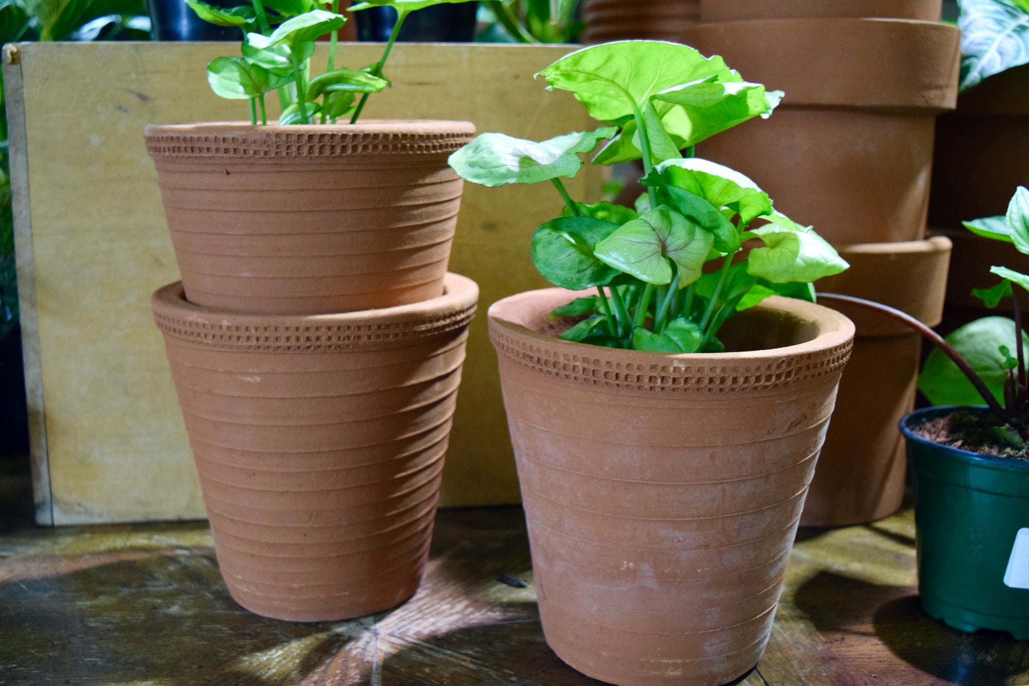 A stack of terracotta planters with a design etched into the clay. There are two green, leafy plants inside 2 planters.