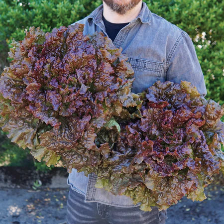 Lactuca sativa 'Red Sails' (Lettuce, Looseleaf)- Seed TS