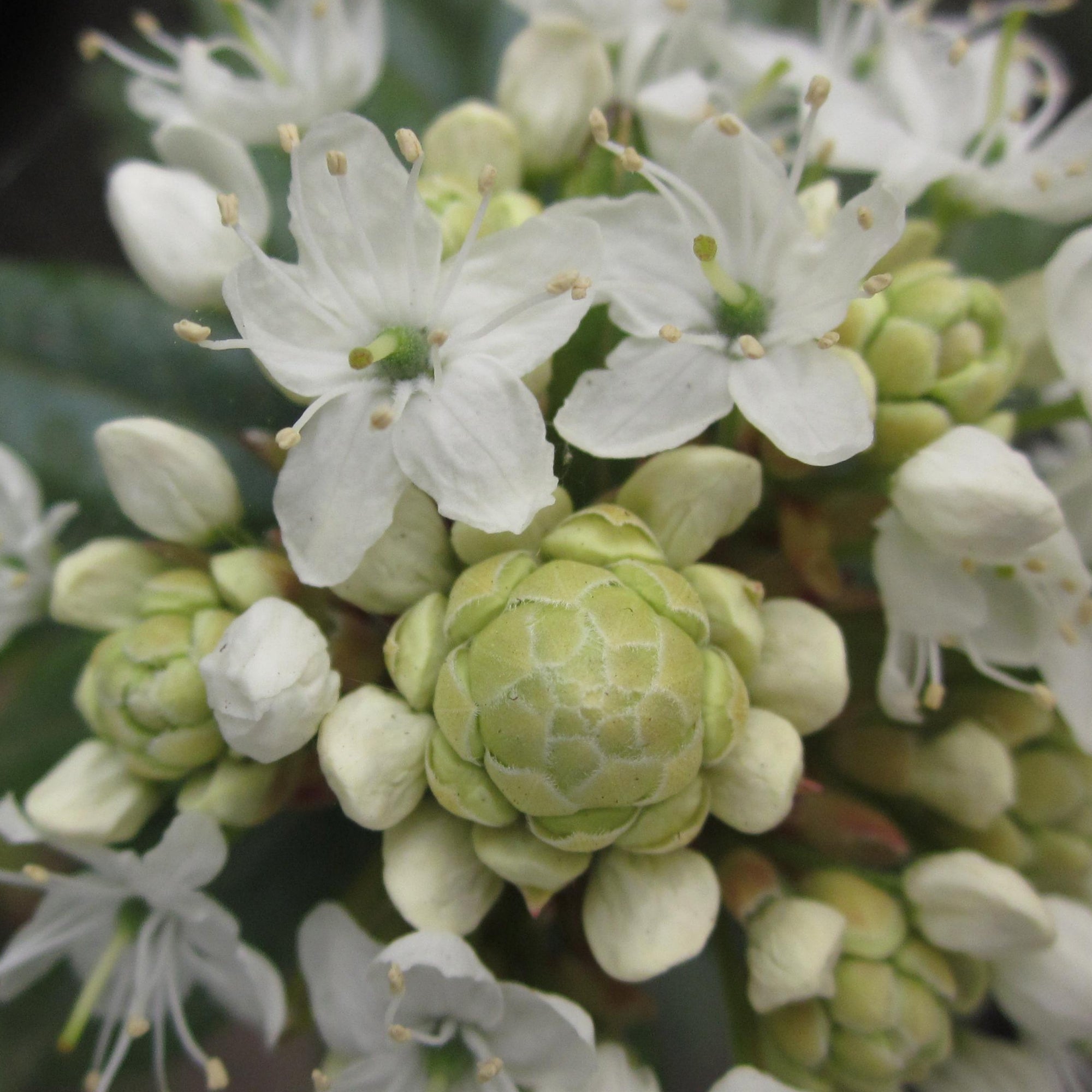 A large cluster of white flowers and buds.