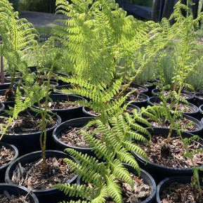 Several bright green lady ferns growing at a nursery. They have long wide leaves with a feathered appearance. 