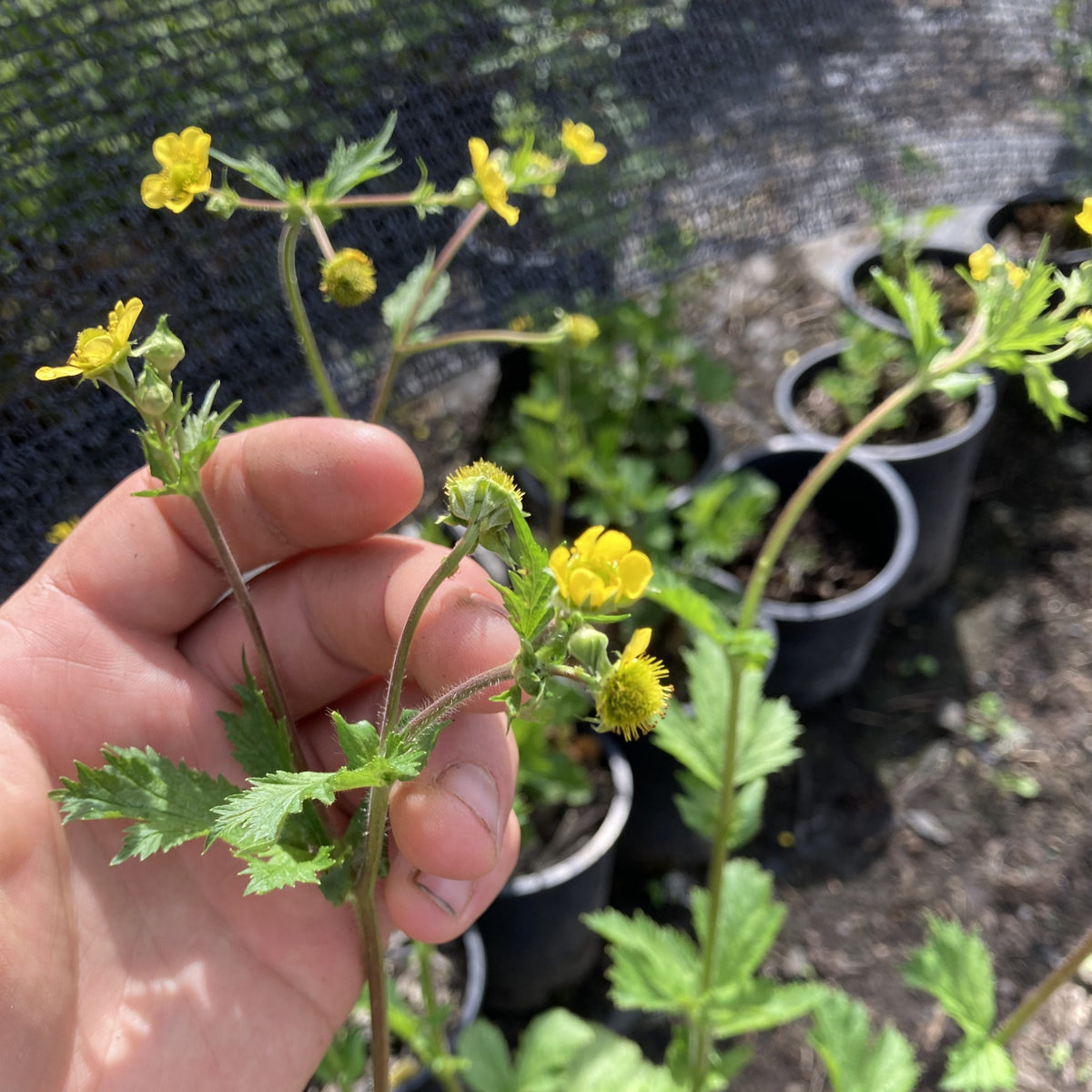 The large leaf avens plant has a long light brown stem that leads up to a few bright yellow flowers. Leaves are sparse and are green with many pointed ends.