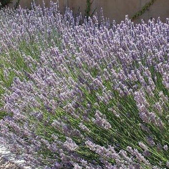 Large bushes of lavender with many small purple flowers.