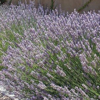 lavender large plants Lavender 'Phenomenal' (Lavandula x inter.)