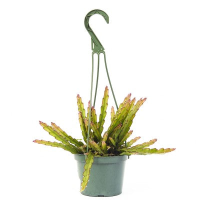 Lepismium var. cruciforme (Hurricane Cactus)