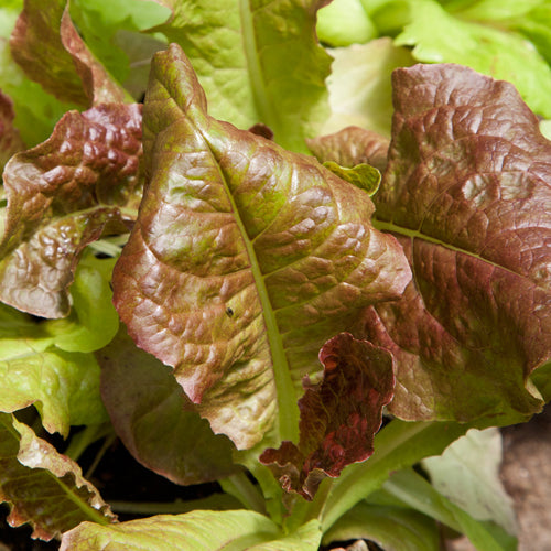Lettuce 'Outredgeous' - Seed RS
