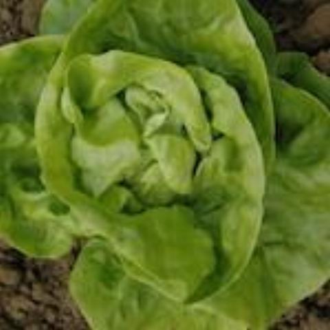 Lactuca sativa 'Kweik' (Lettuce, Butter) - Seed SS
