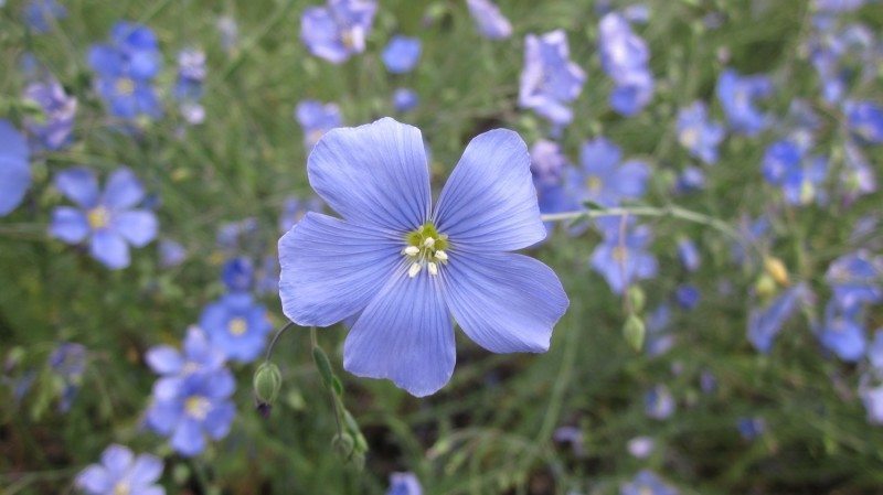 linum lewisii blue flax