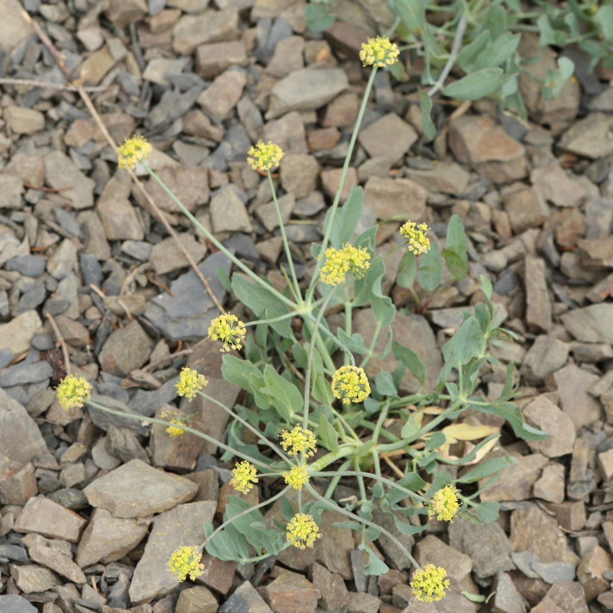 A plant with soft green leaves and long stems with bunches of small, yellow flowers at the top.