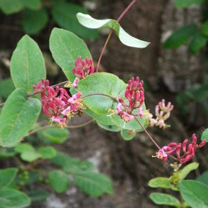 A pink honeysuckle plant with broad light green leaves and clusters of tubular magenta flowers