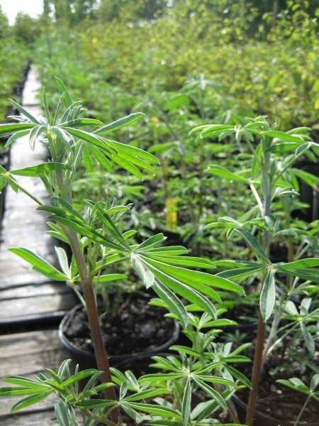 lupin plants in pots Lupinus arboreus (Tree Lupine)