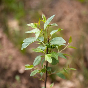 A young plant with a woody stem. It has small green, serrated leaves growing up to the top of the stem.