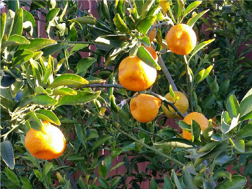 Mandarin 'Kishu' (Citrus reticulata)