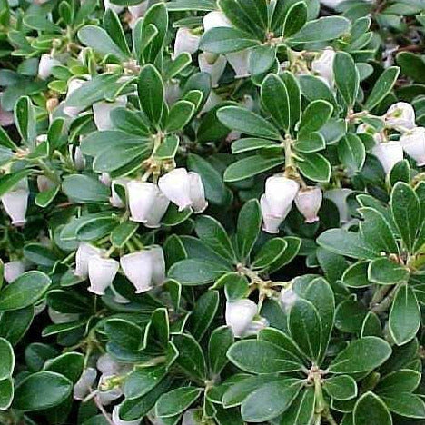 Smooth deep green, oval shaped leaves and white hanging, bell-like flowers.