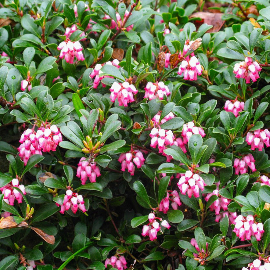 A plant with shiny oval leaves and clusters of hanging pink and white flowers.