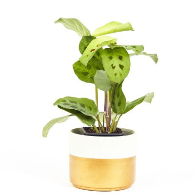 A leafy plant with green flat leaves. Leaves have darker spots near the center. The plant is growing in a white and gold pot.