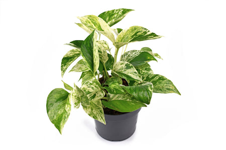 Potted plant with medium sized deep green leaves with light green to white variegation.