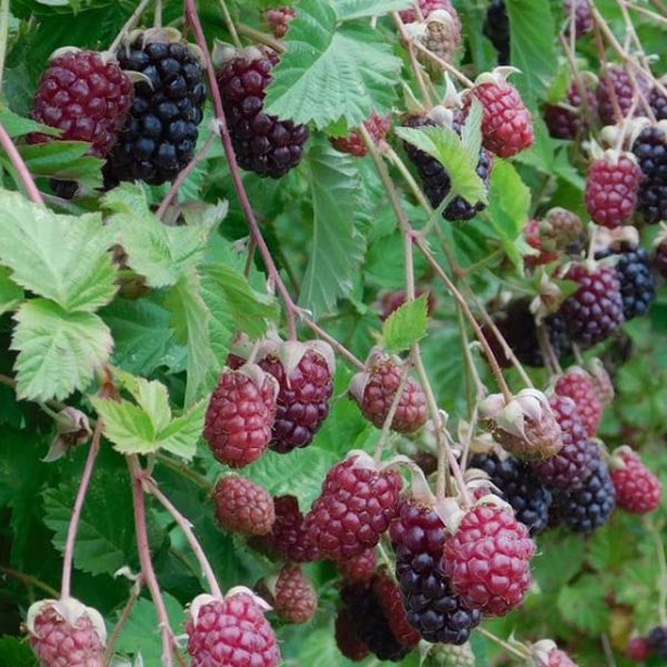Blackberry 'Marionberry' (Rubus marion)
