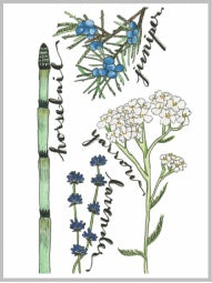 Drawings of a green horsetail, lavender with purple flowers and a green stem, yarrow with white flowers and a green stem, and juniper with brown bark, green leaves, and blue berries.