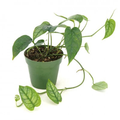 silver monstera Monstera siltepecana (Silver Monstera)