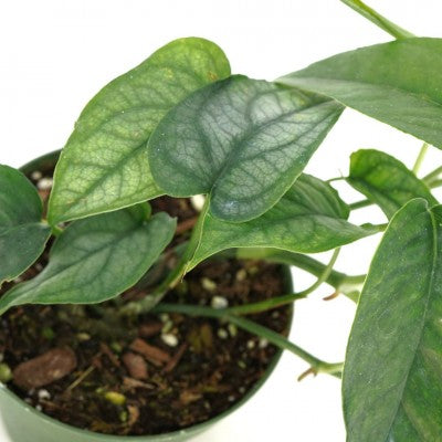 Monstera siltepecana  (Silver Monstera)