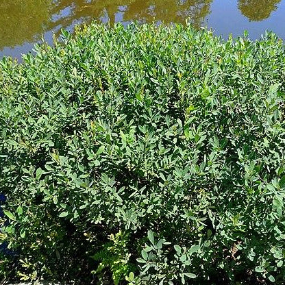 A large sweetgale shrub. It is leafy and green with many oval shaped leaves.