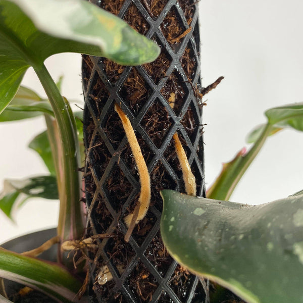 New Zealand Tree Fern Substrate - SymbiOp Garden Shop