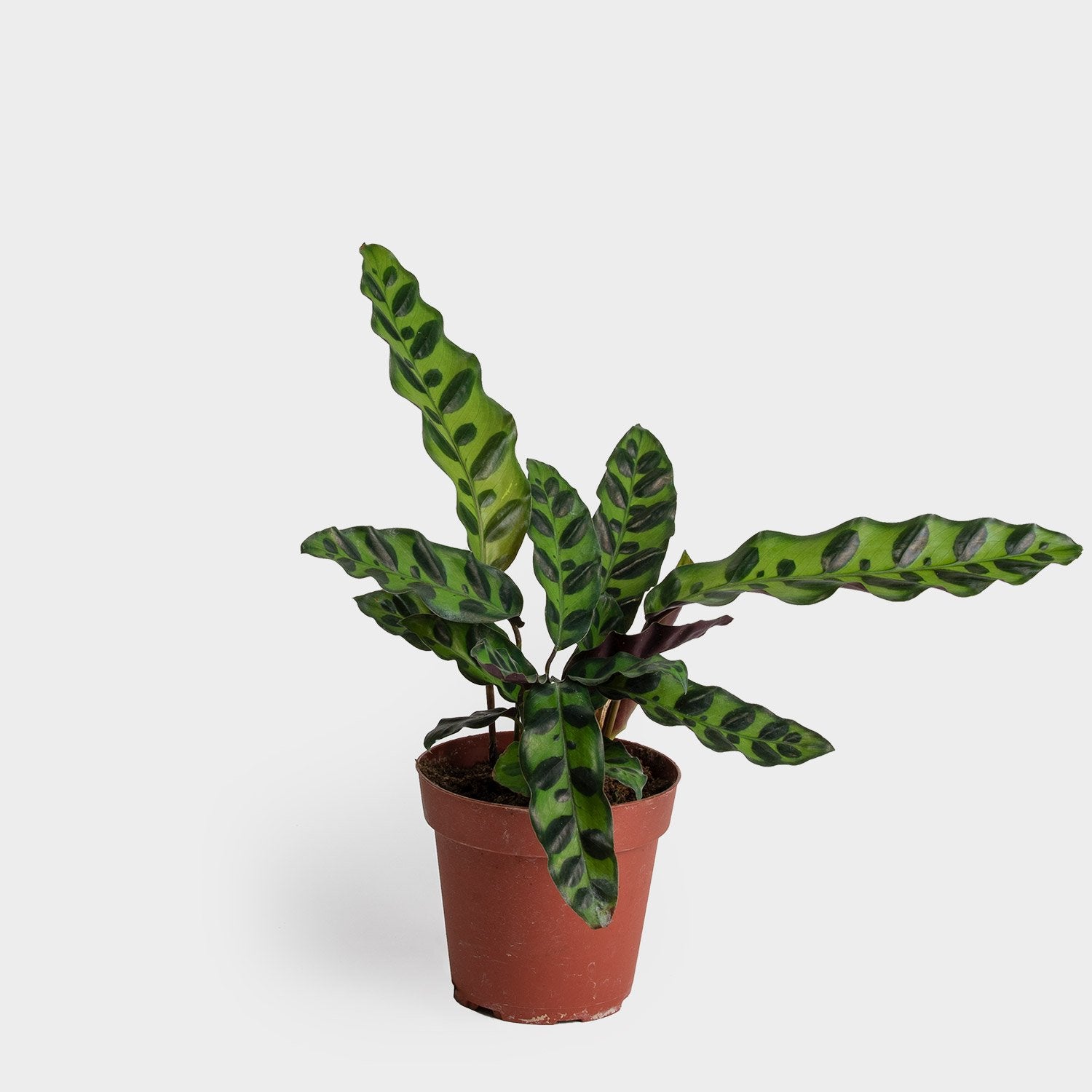 Potted plant with long slender leaves. The leaves have a wavy pattern along the edge and are bright green with dark green spots. 