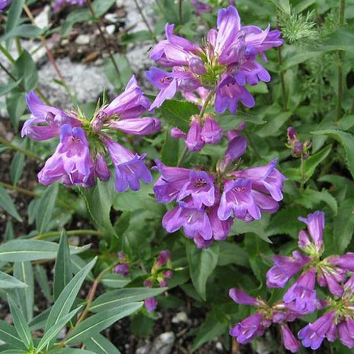 Bright purple, almost bell-shaped flowers surrounded by long green, serrated leaves.
